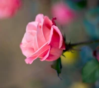 blur, lovely, pink, rose wallpaper