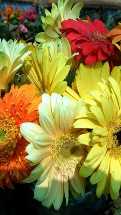 Flores vibrantes de primavera: Un colorido ramo de gerberas