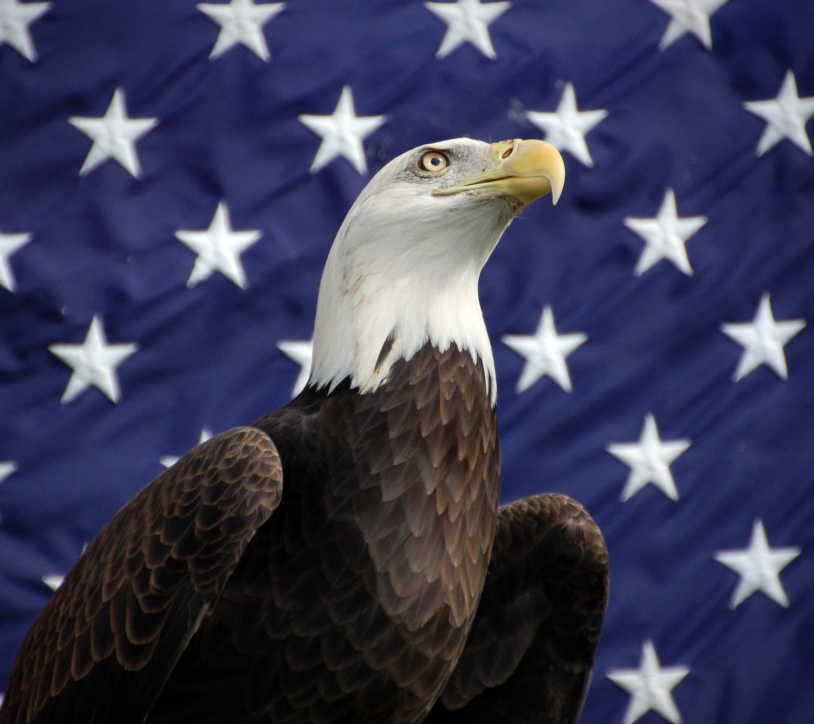 Un aigle à tête blanche assis devant un drapeau américain avec des étoiles (amérique, oiseau, aigle, drapeau, états unis)