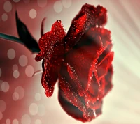 Download nice wallpaper, rose for free