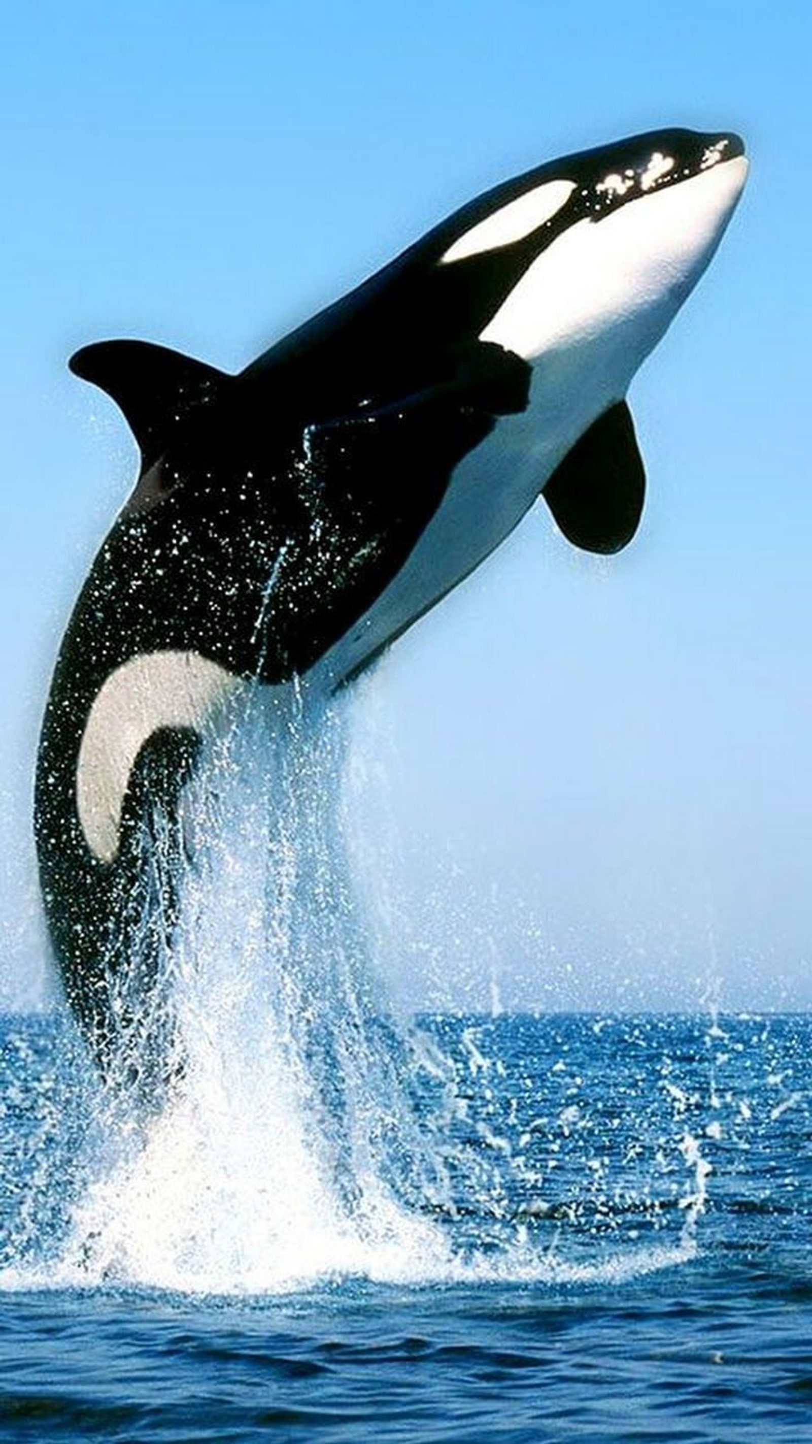 black, killer whale, sea, whale, whales wallpaper