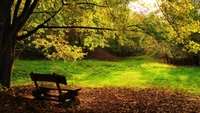 Bosque de outono sereno com um banco rústico entre a folhagem dourada