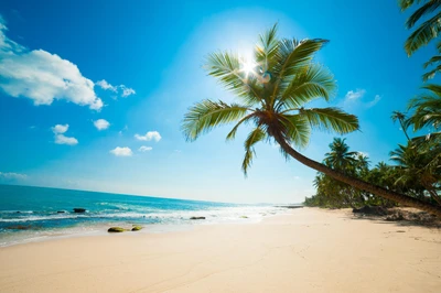 strand, tropen, palme, karibisch, ozean