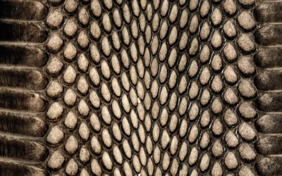 Black and White Snake Skin Pattern Illustration