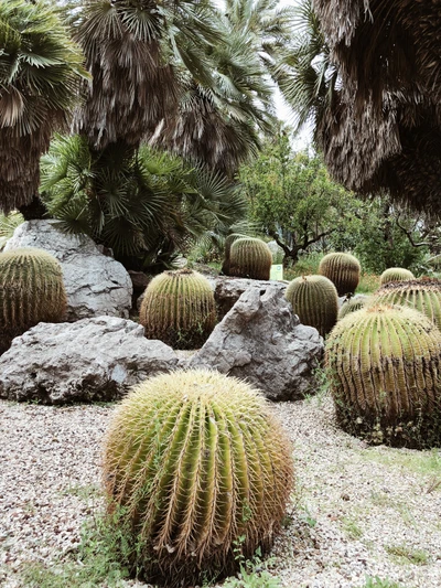 Oasis de broussailles désertiques : un jardin botanique diversifié avec des cactus et une végétation luxuriante