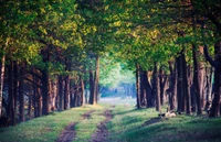 forêt, arbre, nature, boisé, feuille