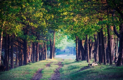 forest, tree, nature, woodland, leaf