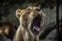 Majestic Lioness Yawning with Powerful Expression