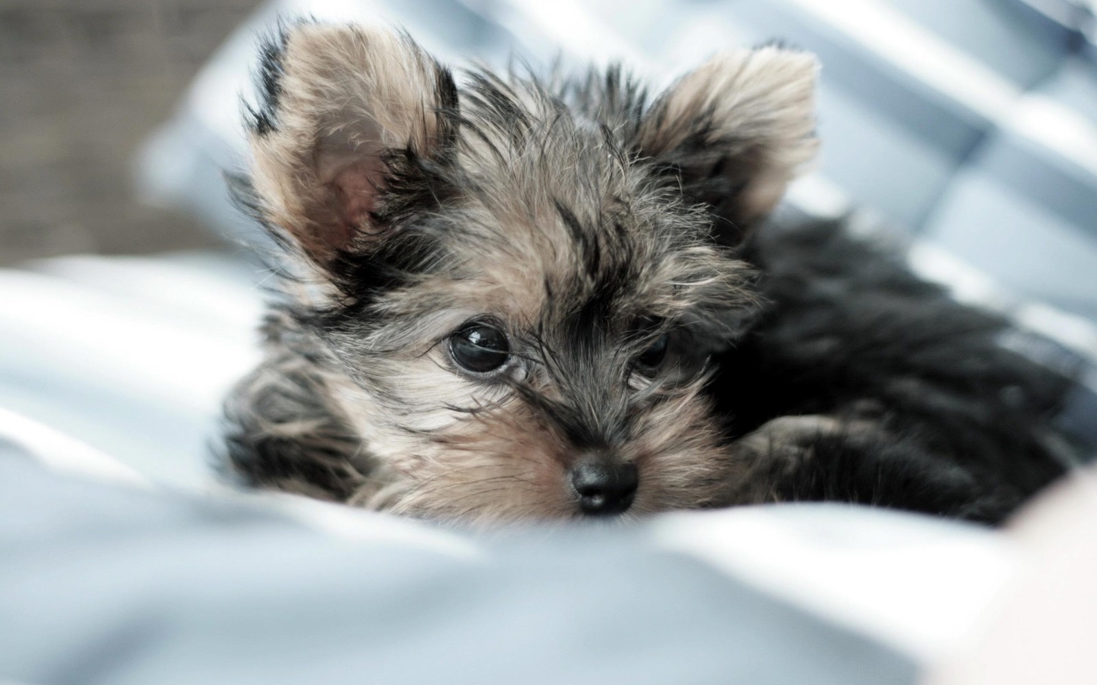 Há um cão pequeno deitado em uma cama (yorkshire terrier, filhote, raça de cachorro, morkie, raças de cães cruzadas)