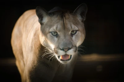 police, animal terrestre, faune, chat, moustaches