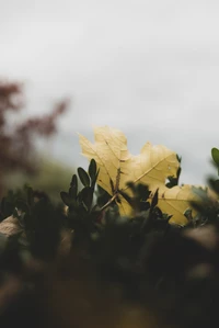 Feuille jaune au milieu du feuillage vert sous un ciel nuageux