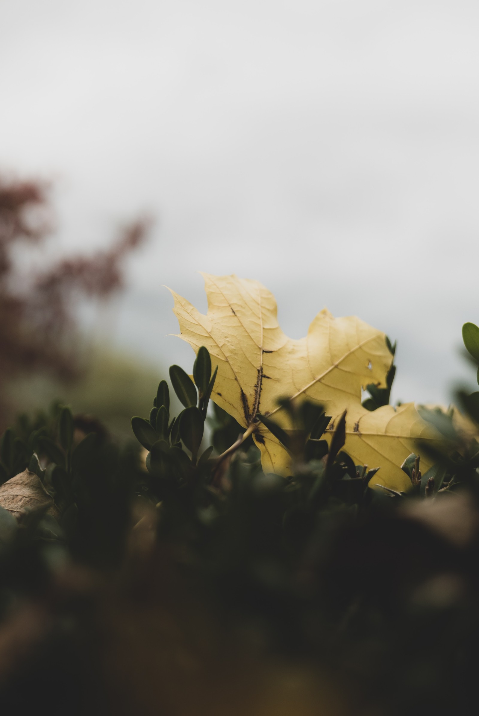 There is a yellow leaf that is sitting on the ground (leaf, nature, yellow, natural landscape, tree)