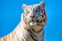 white tiger, bengal tiger, tigress, blue sky, 5k wallpaper