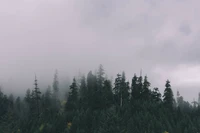 Bosque siempreverde brumoso al amanecer