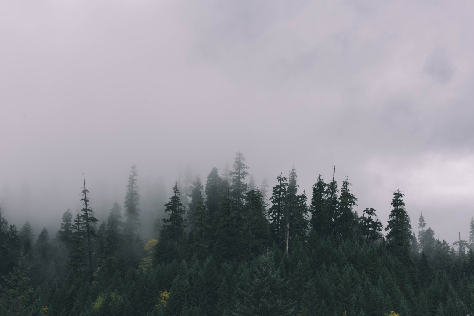 Árvores na névoa em um dia nublado nas montanhas (floresta, árvore, paisagem, névoa, nuvem)