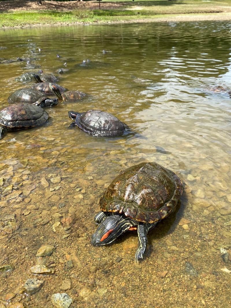 Много черепах, сидящих в воде (черепаха, вода, рептилия, водоток, дикая природа)