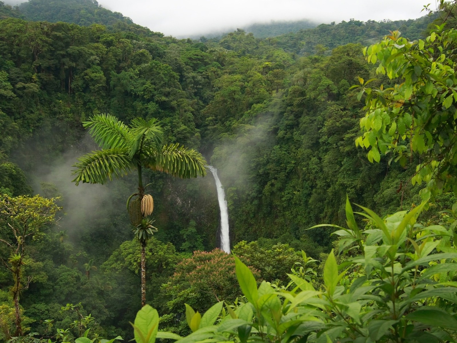 Hay una cascada en medio de un bosque verde exuberante (bosque tropical lluvioso, vegetación, reserva natural, naturaleza, selva)