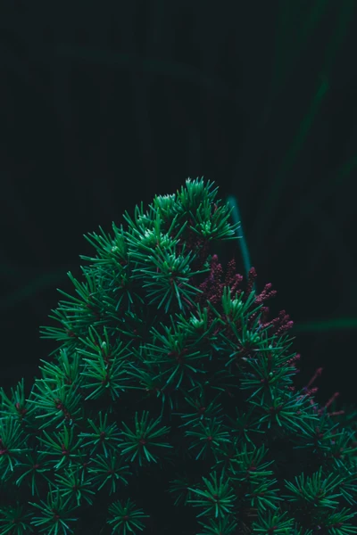 Lush Green Pine Sprout with Delicate Tips