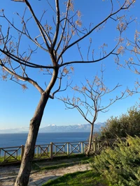 Paisagem costeira serena com árvores sem folhas contra um céu azul