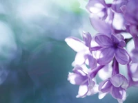 Fleurs lilas délicates dans une douce lumière printanière