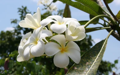 Les magnolias blancs fleurissent dans la flore printanière de la Thaïlande