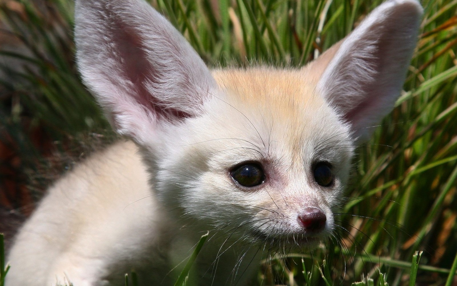 cuteness, puppy, canidae, wildlife, snout wallpaper