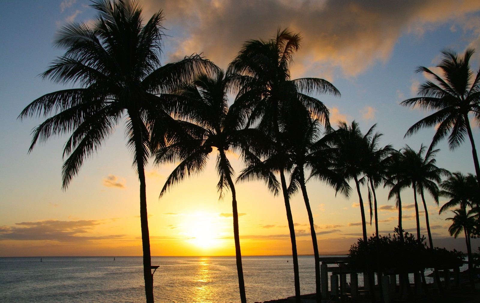 tree, palm tree, tropics, sunset, vacation wallpaper