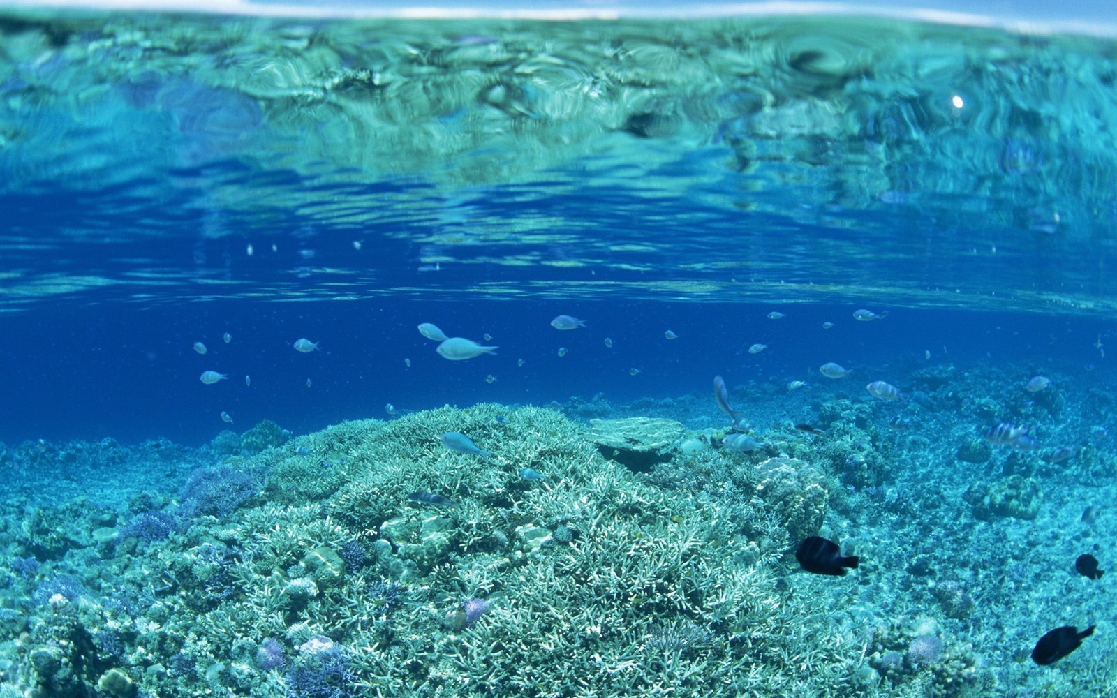 Baixar papel de parede mar, subaquático, recife de coral, recife, biologia marinha