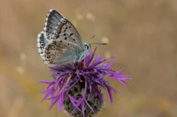 Lycaenid-Schmetterling auf einer lebhaften lila Blume, ein Bestäuber in Aktion