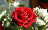 rosa, rojo, rosas de jardín, planta floreciendo, floribunda