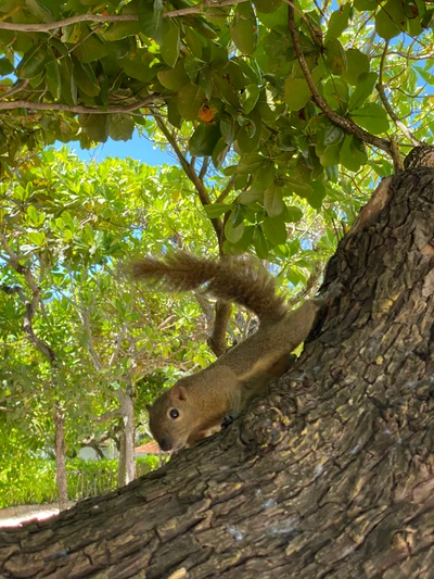 Esquilo explorando um galho de árvore em meio à vegetação exuberante