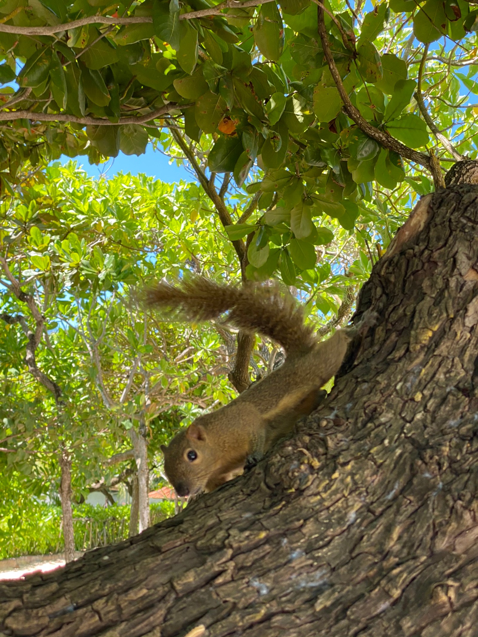 tree, rodent, leaf, plants, science wallpaper