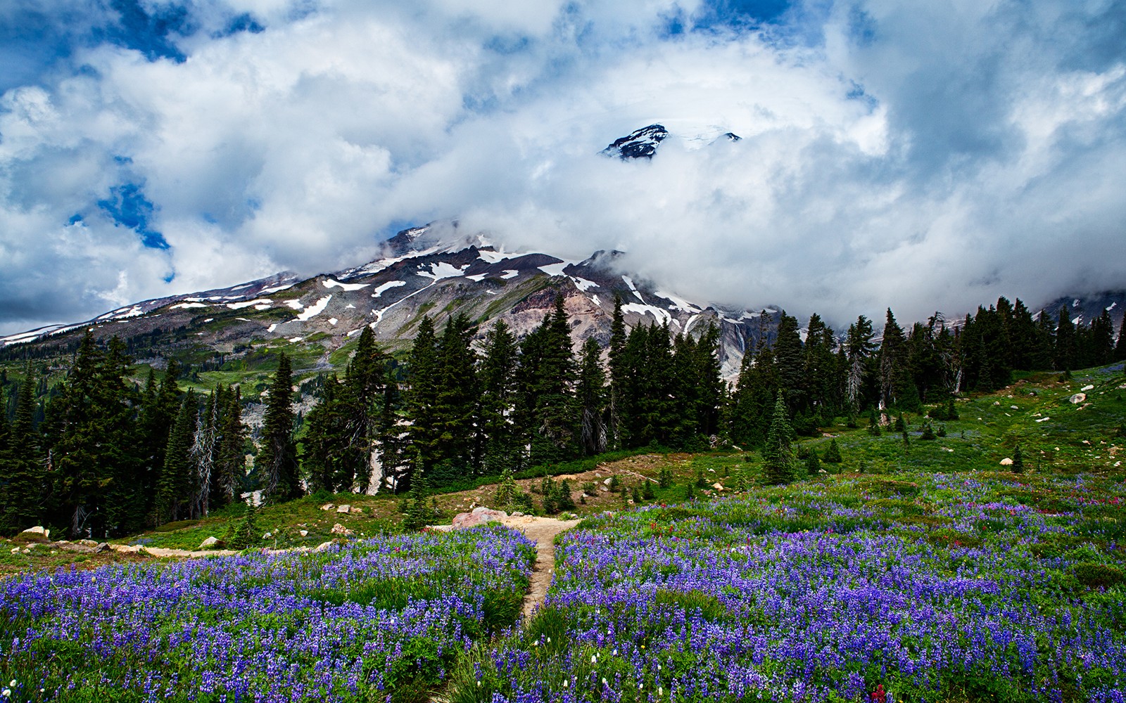 Скачать обои гора рейнир, mount rainier, луг, природа, горные образования