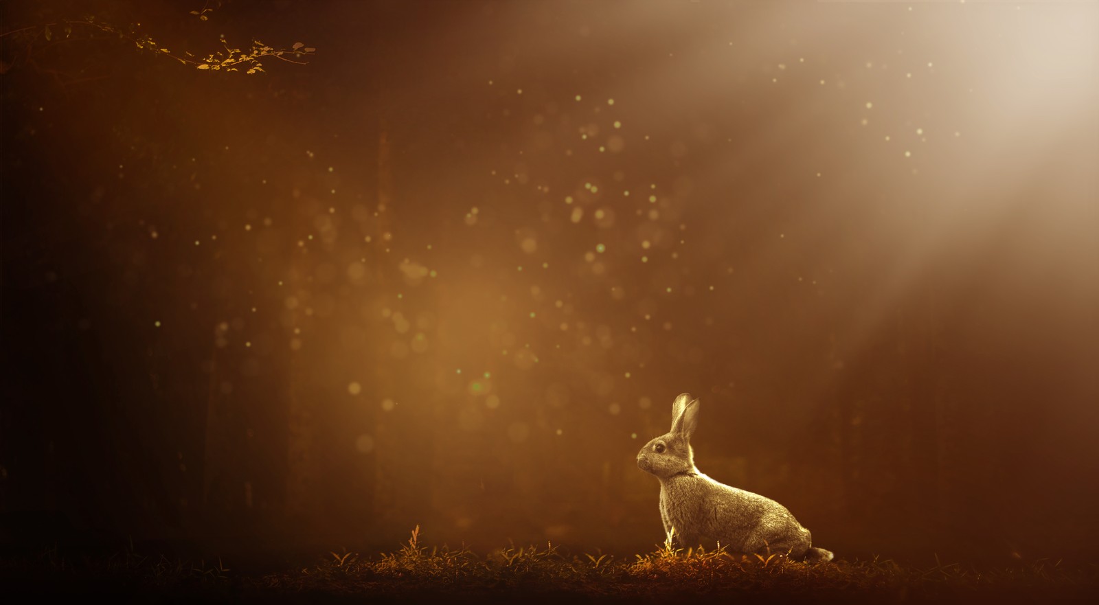 Araffe sitting in the grass in the dark with a light shining through the trees (rabbit, atmosphere, hare, morning, darkness)