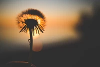 Silhueta de dente-de-leão contra um céu de pôr do sol vibrante