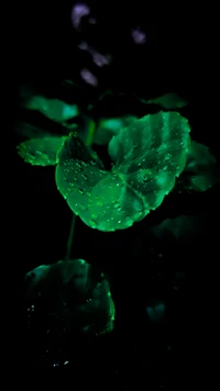 Glowing Green Leaves with Raindrops in Dark Nature