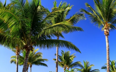 palm trees, tree, vegetation, palm tree, coconut