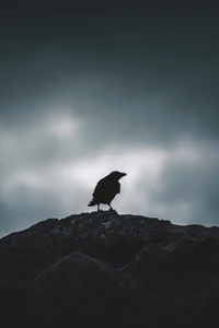 Silhouette d'un corbeau contre un ciel dramatique