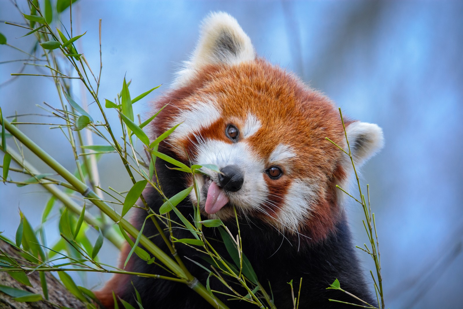 Une girafe mange une branche d'arbre avec sa langue tirée (prédateur au sommet, moustaches, douceur, animal terrestre, panda roux)