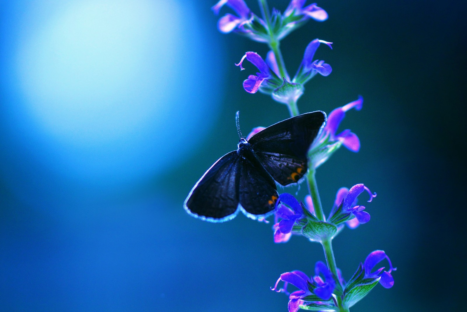 Un petit hibou debout dans l'herbe avec les yeux ouverts (fleur, bleu, insecte, papillon, papillons de nuit et papillons)