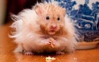 Fluffy Hamster Enjoying a Snack