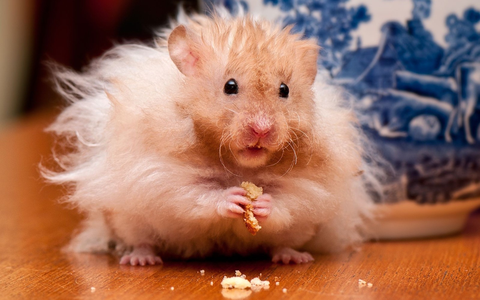 Hay una jirafa comiendo un trozo de comida en una mesa al lado de un jarrón azul y blanco (hámster, hamster, rata, nariz, ratón)