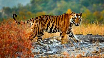 Majestätischer Tiger streift durch lebendige Wildnis