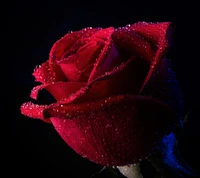 love rose, midnight rose, rose hd