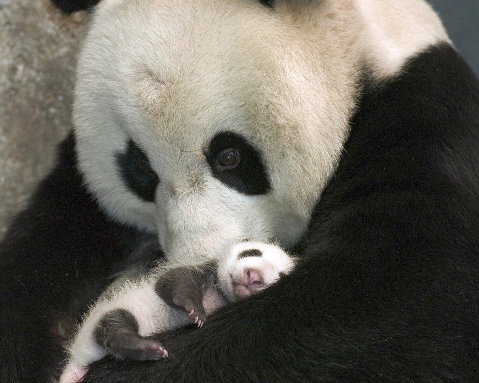 Ein pandabär hält ein baby in seinen armen (tier, nett, panda)