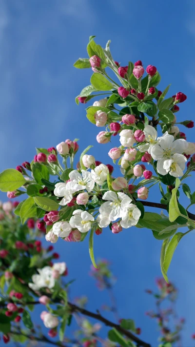 ramos, flores, natureza, rosa, branco