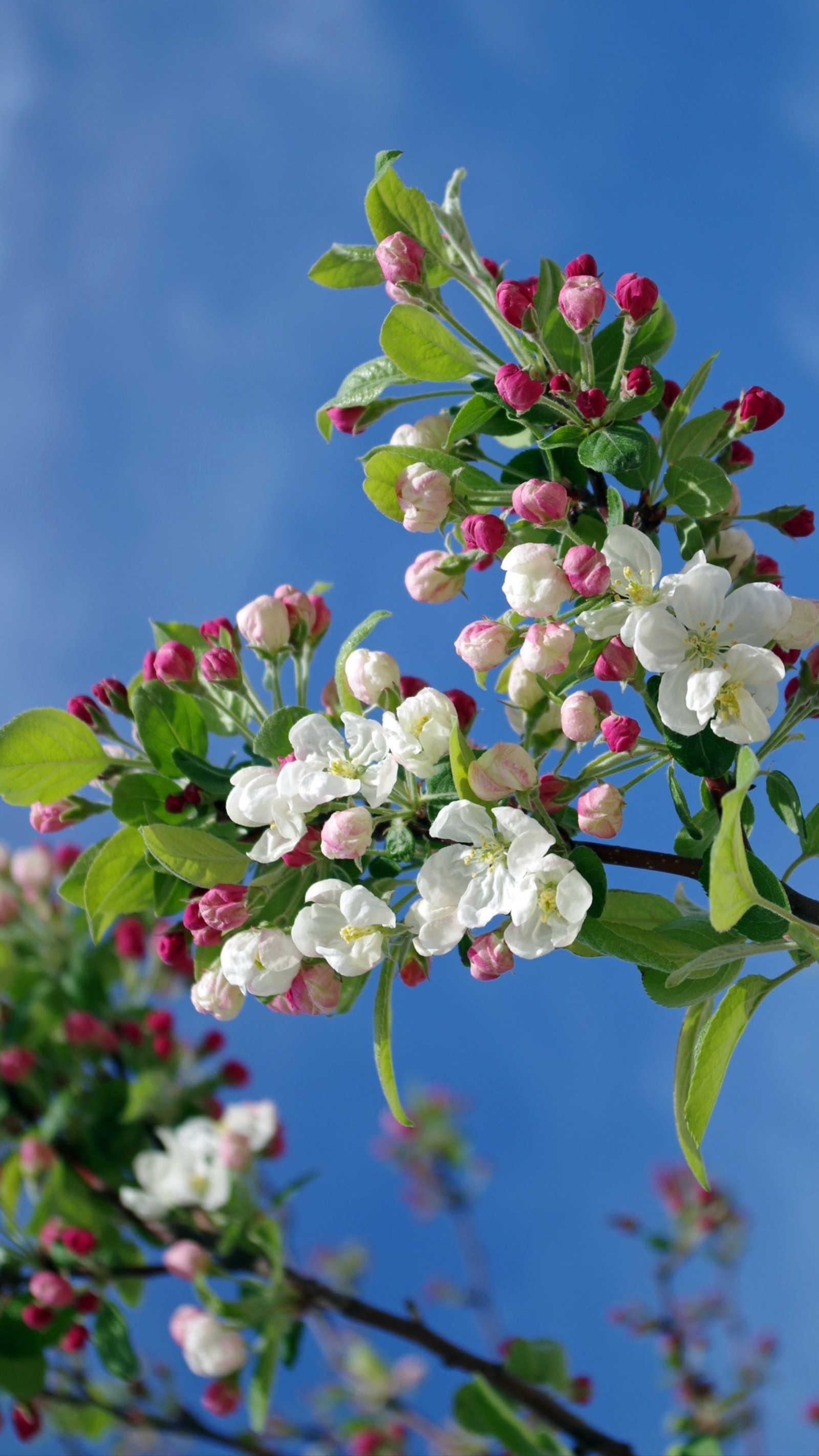 There is a picture of a tree with white and pink flowers (branches, flowers, nature, pink, white)