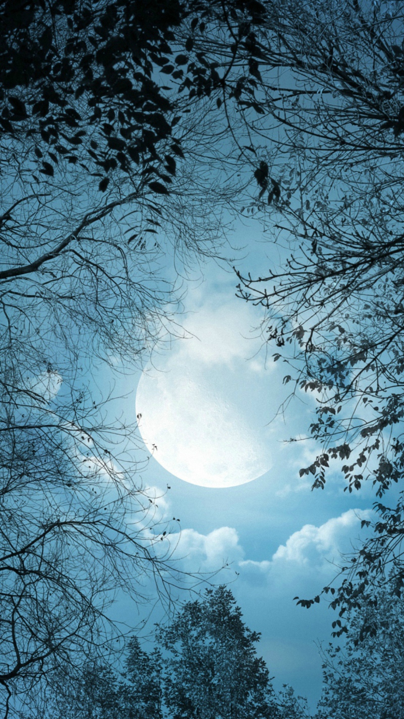 There is a full moon in the sky behind some trees (disfruta, luna, winter)