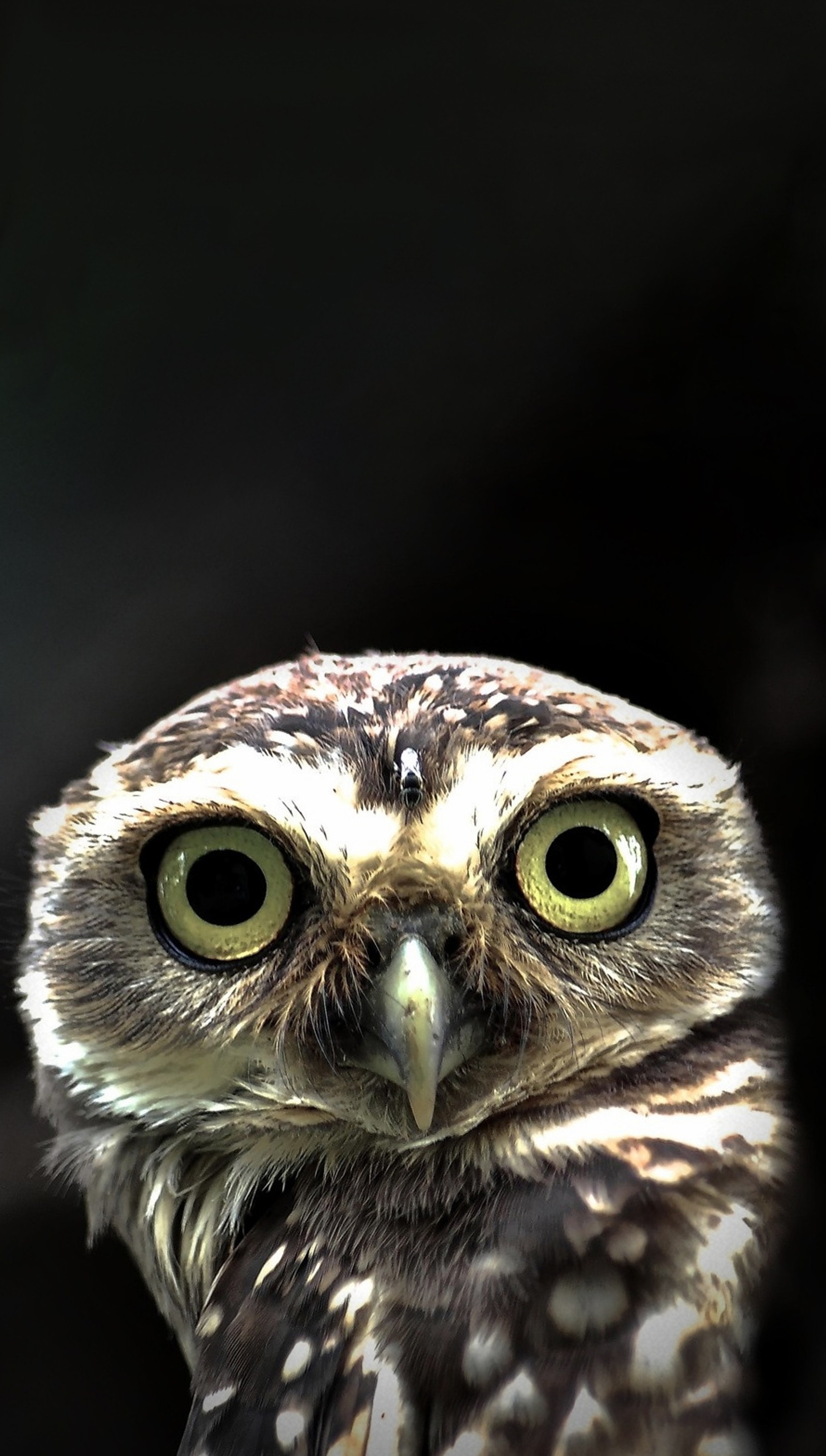 There is a close up of a owl with big green eyes (birds, dark, owl)