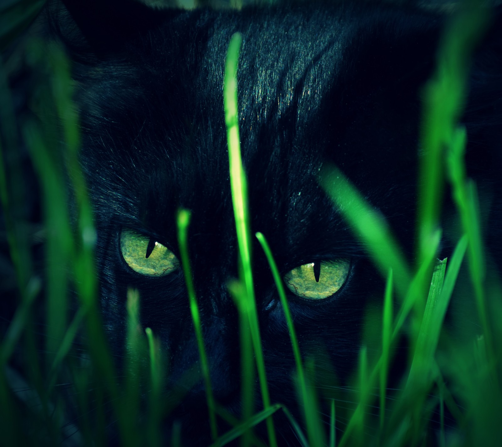 Un chat noir aux yeux jaunes caché dans l'herbe (chat, jean riget)